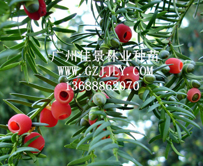 红豆杉 - 产品展示 - 广州平佳绿化种苗/绿化树苗/黄
